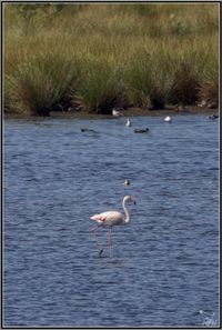 mpn-flamingos-0003