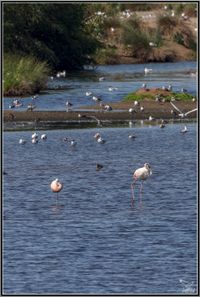 mpn-flamingos-0002